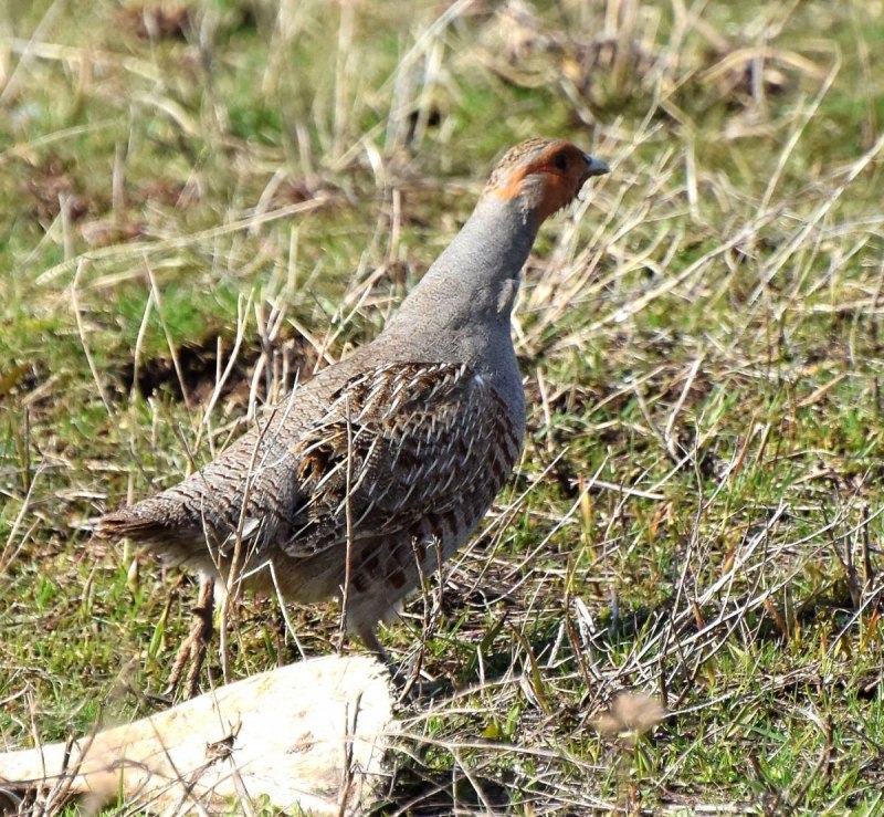 Куропатка в Сибири