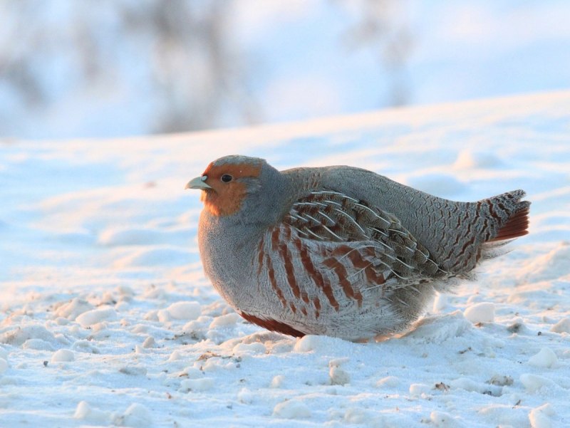 Тундряная куропатка самка