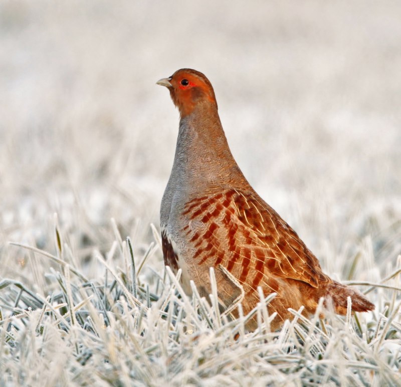 Чукарская куропатка