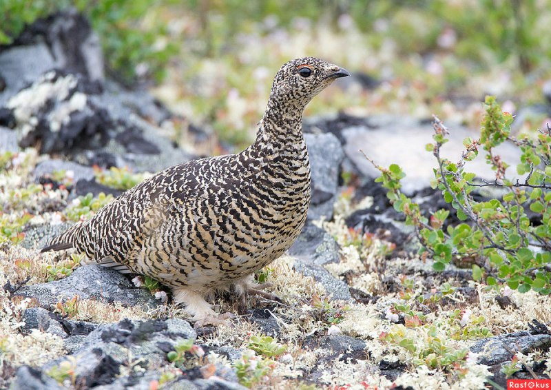 Серая куропатка царство