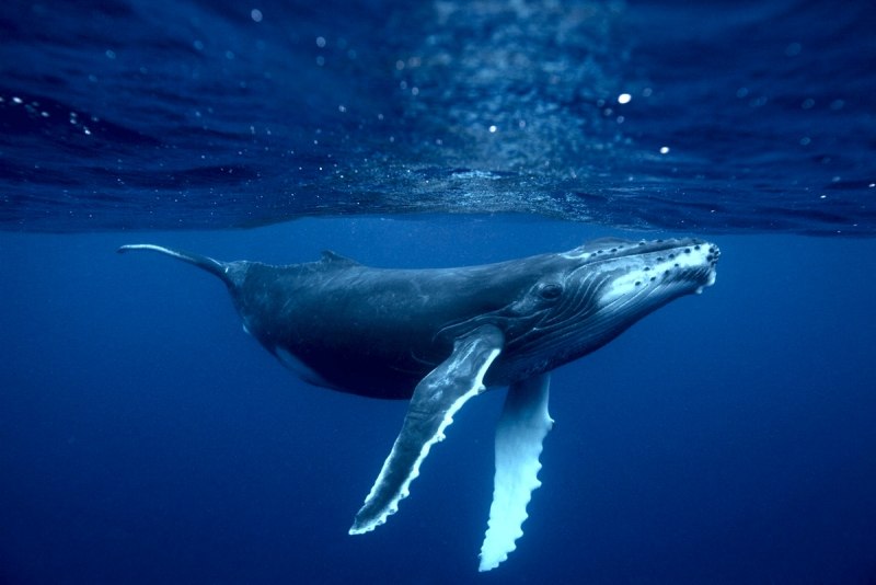 Китообразные горбатый кит