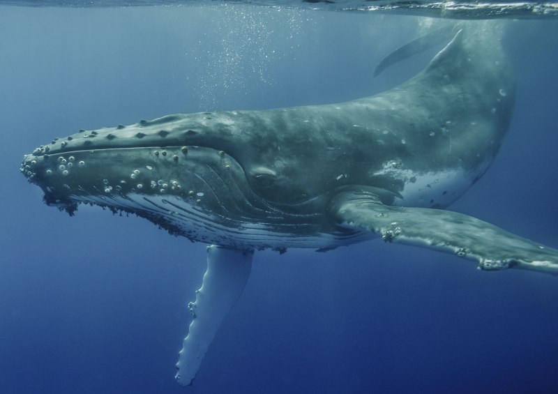 Китообразные горбатый кит