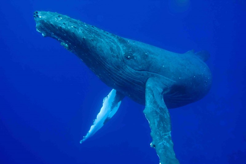 Животные горбатый кит