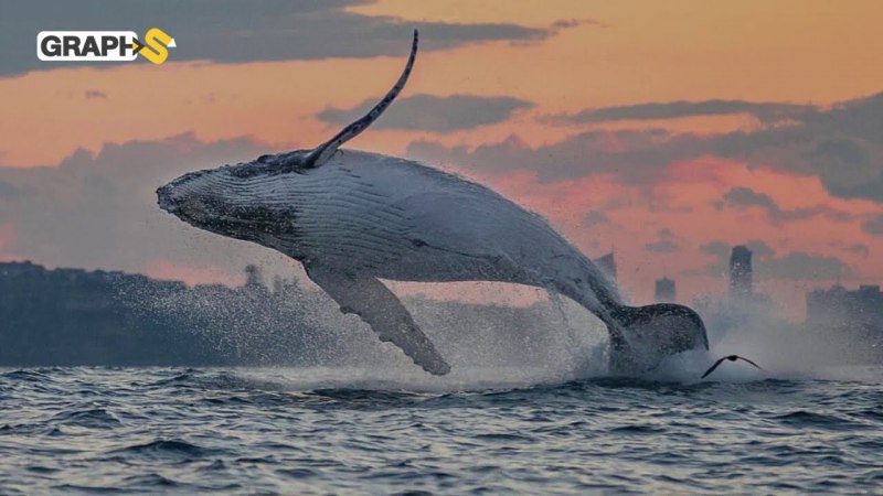 Мави Балина