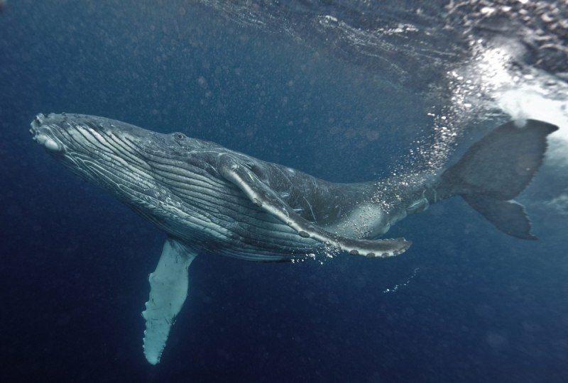 Горбатый кит