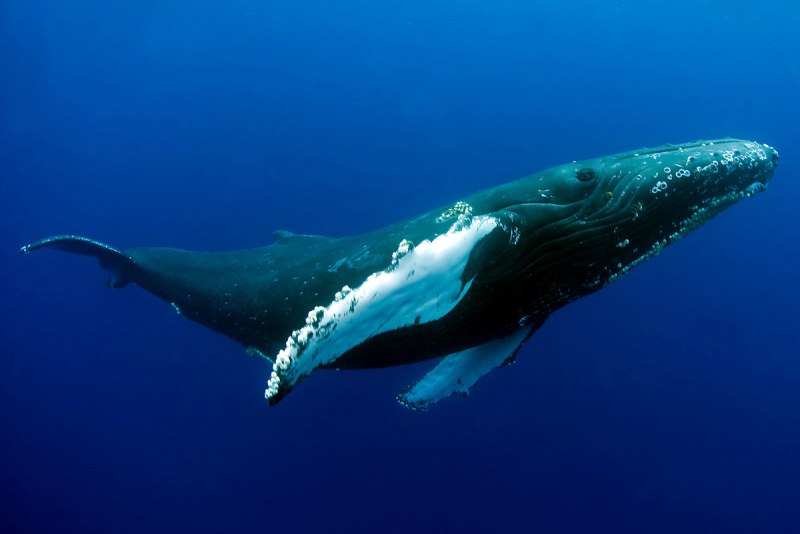 Горбатый кит Териберка