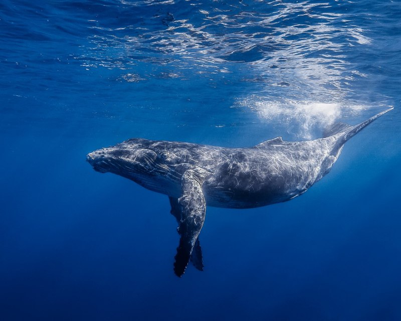 Голубой кит