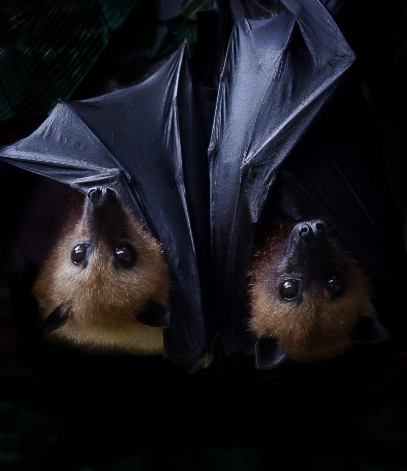 Нильский крылан