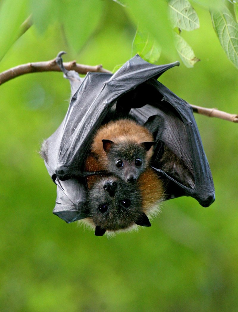 Калонг летучая лисица