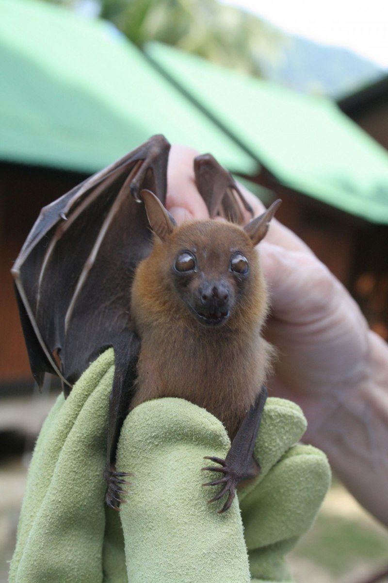 Крылан летучая лисица