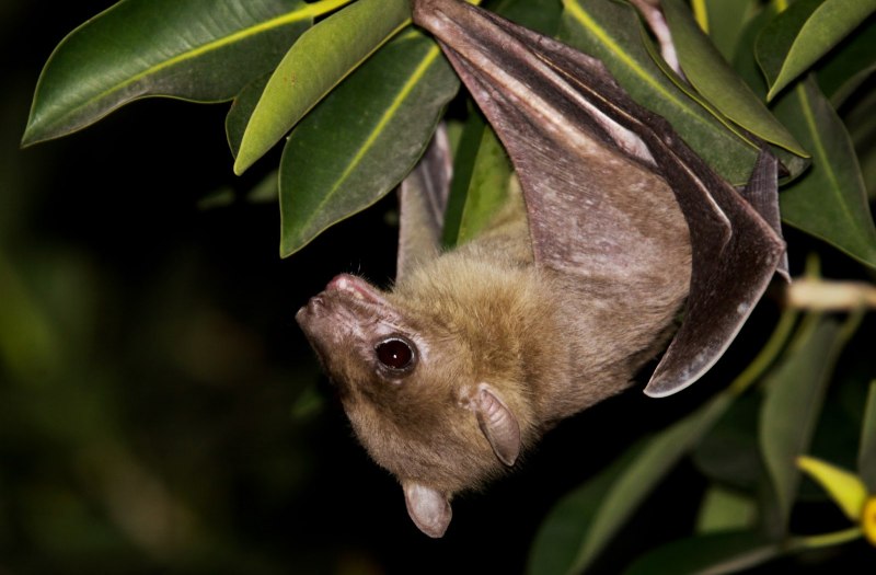 Нильский крылан детеныш