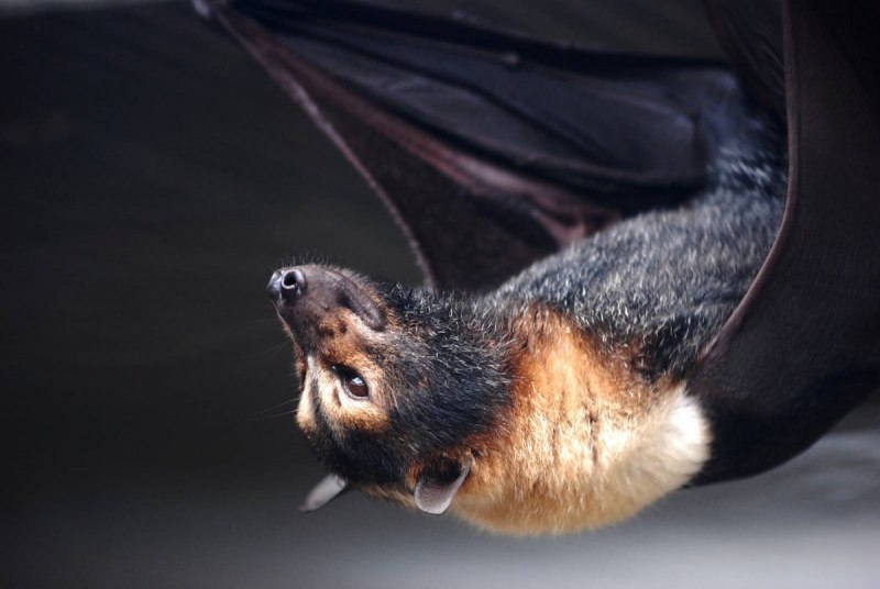 Мадагаскарский крылан