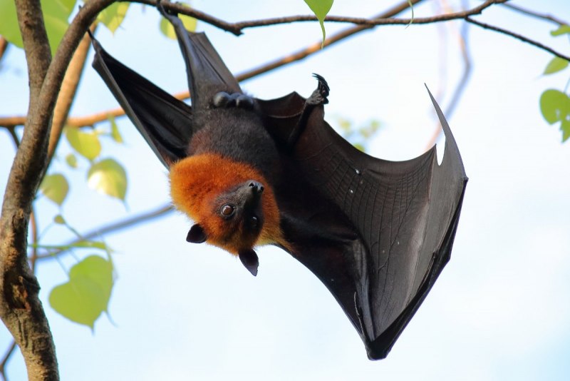 Карликовый эполетовый крылан