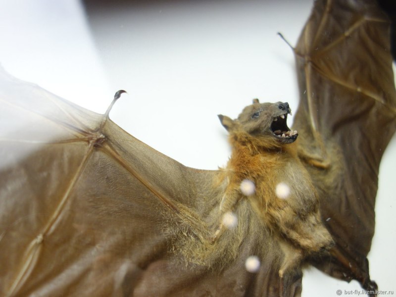 Карликовый эполетовый крылан