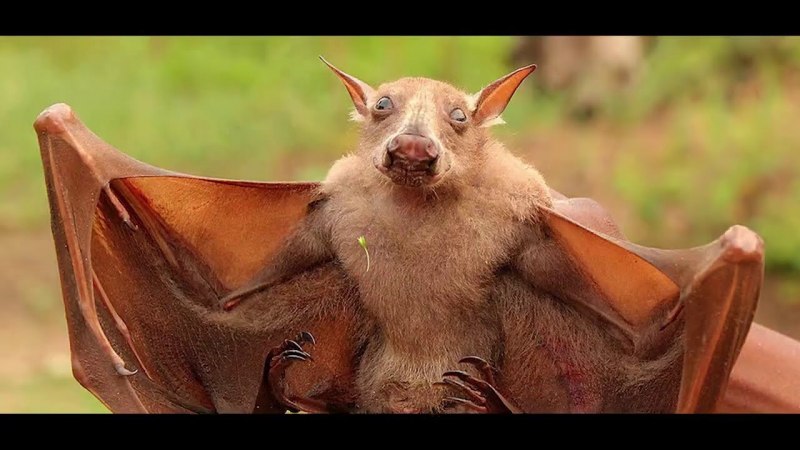 Африканский Молотоголовый крылан