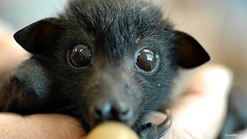 Очковая летучая лисица