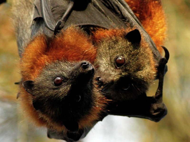 Сероголовая летучая лисица