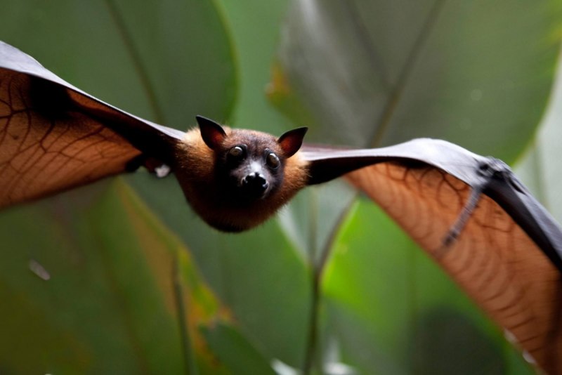 Карликовый эполетовый крылан