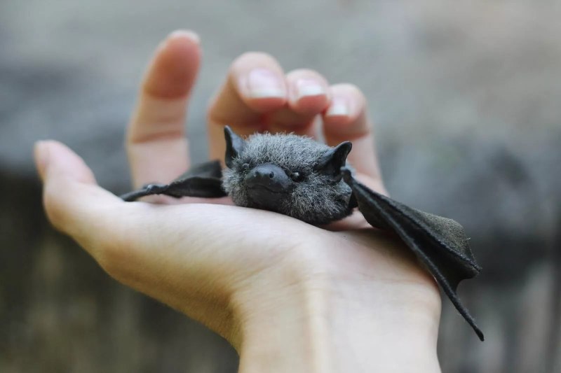 Тонганская летучая лисица