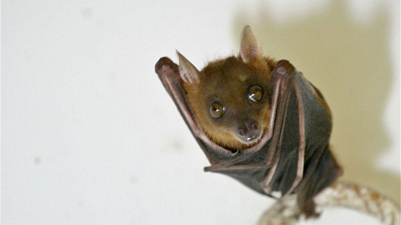 Эполетовый крылан Франке