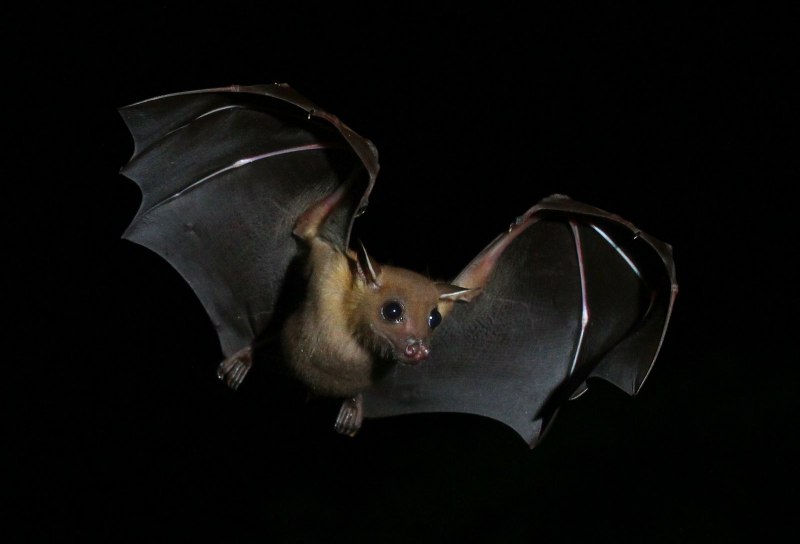 Карликовый эполетовый крылан