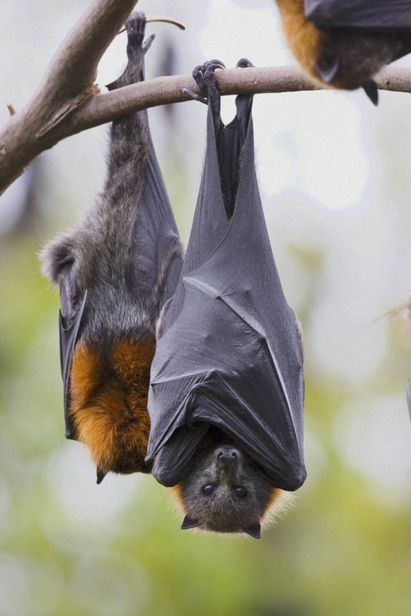 Крылан НильскийEgyptian Fruit bat