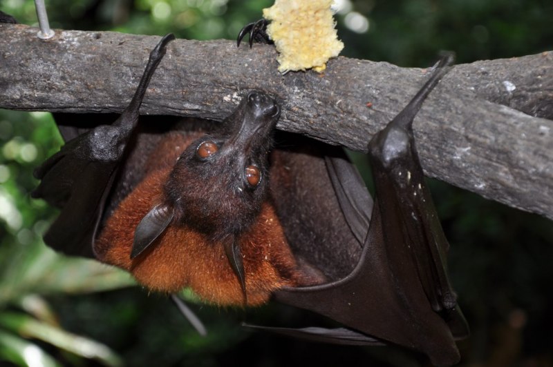 Крылан летучая лисица