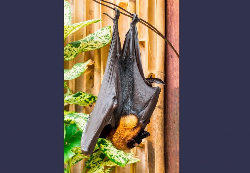 Тонганская летучая лисица