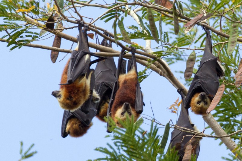 Гривастый ацеродон