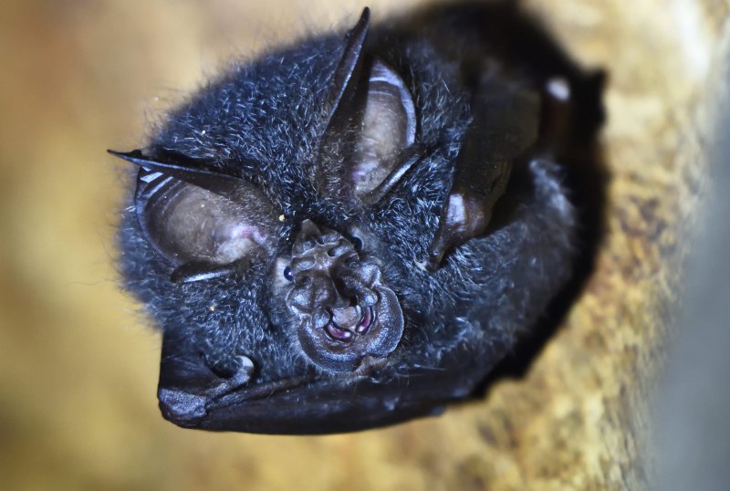 Калонг летучая лисица