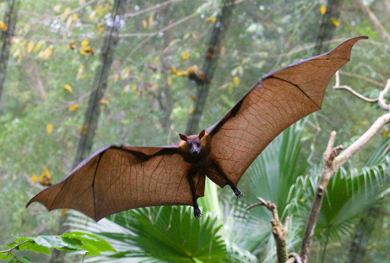 Летучая мышь