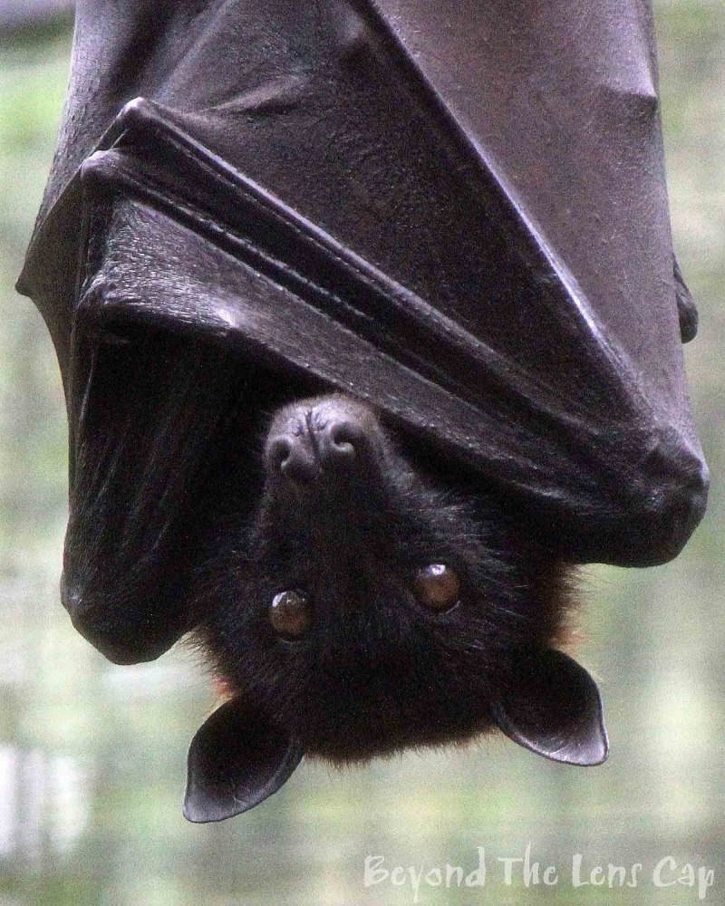 Мадагаскарский крылан