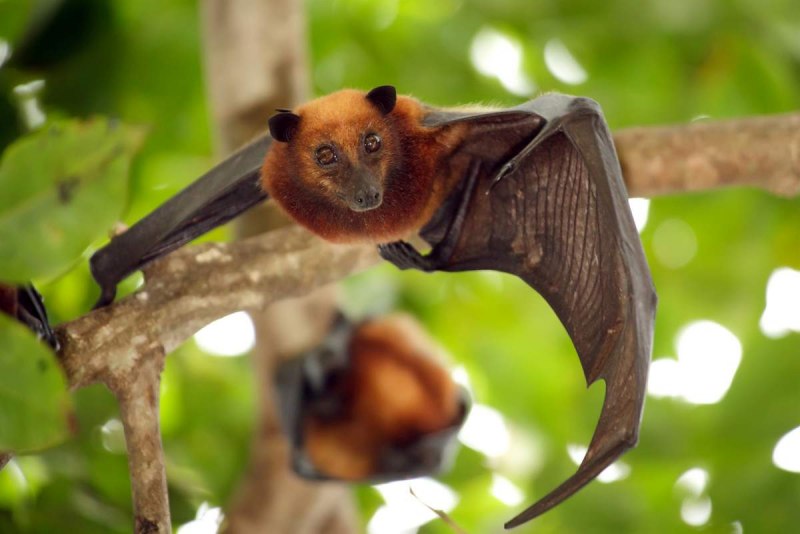 Малайский крылан