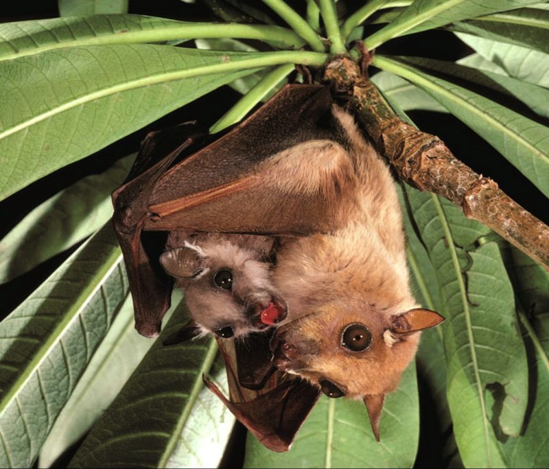 Каролинская летучая лисица