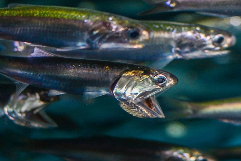 Рыба сардина анчоус