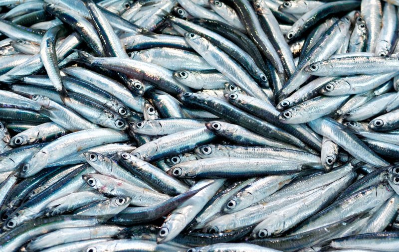 Хамса Черноморская