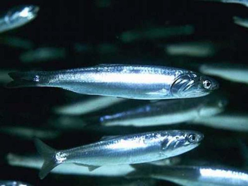 Хамса анчоус Черноморский