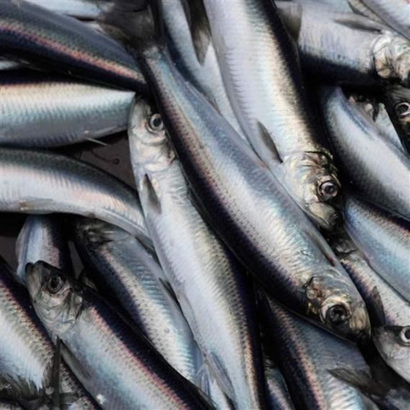 Хамса Черноморская