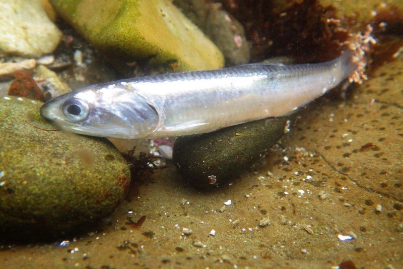 Дальневосточный путассу