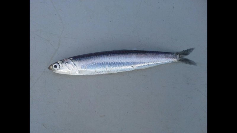 Анчоус рыба