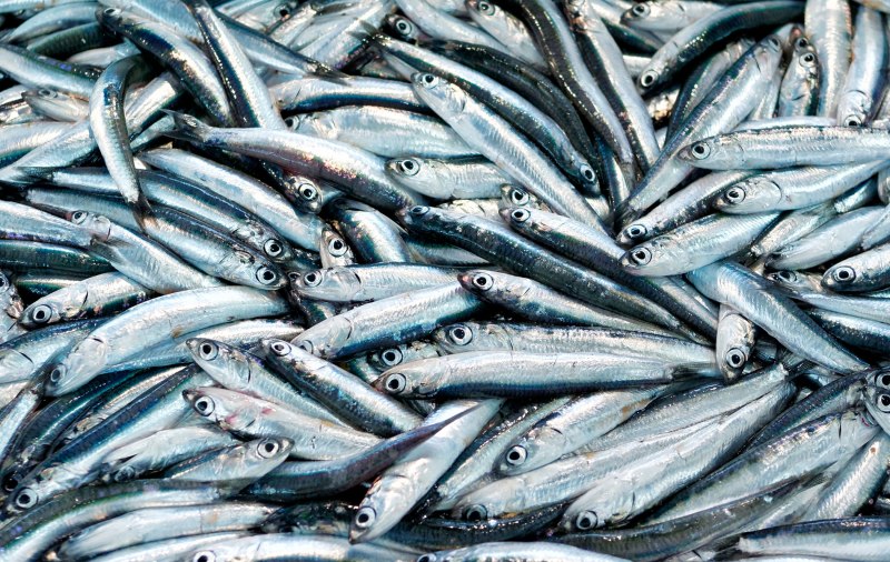 Хамса анчоус