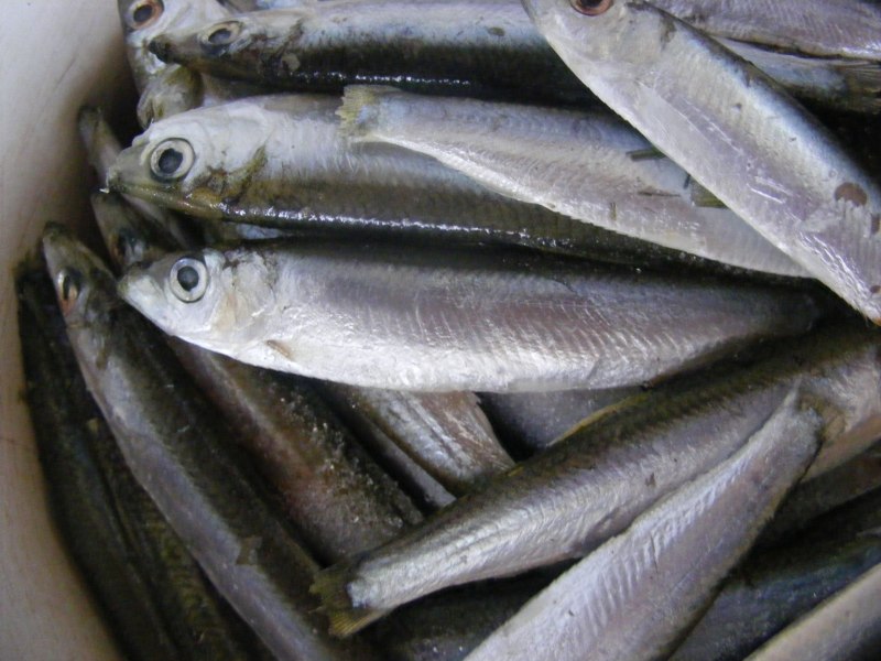 Европейская сардина Живая