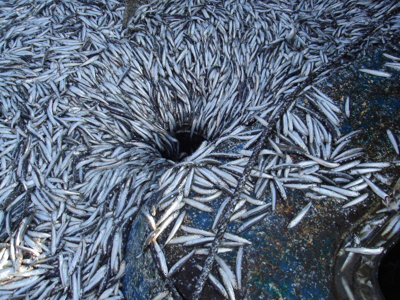 Анчоус жареный