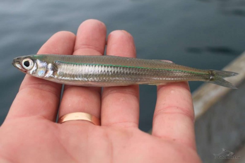 Анчоус рыба