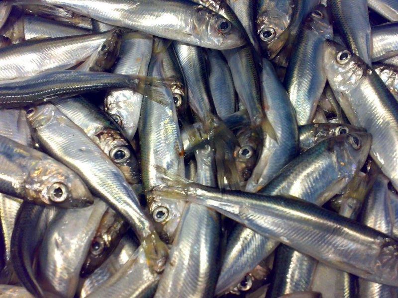 Европейская сардина