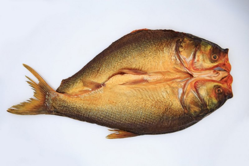 Золотой толстолобик