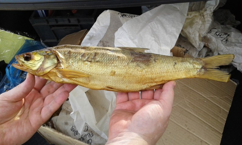 Шамайка копченая