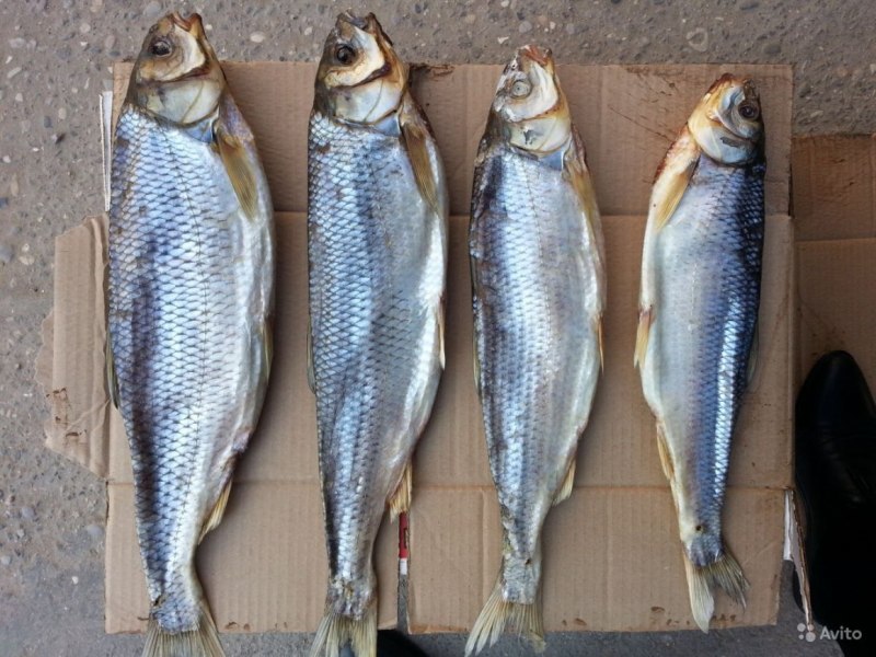 Дагестанская рыба кутум