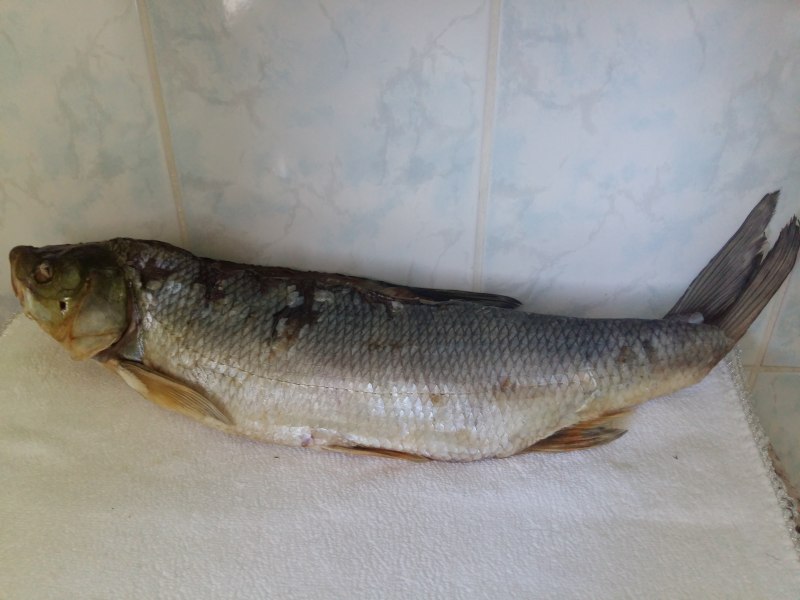 Жерех балык