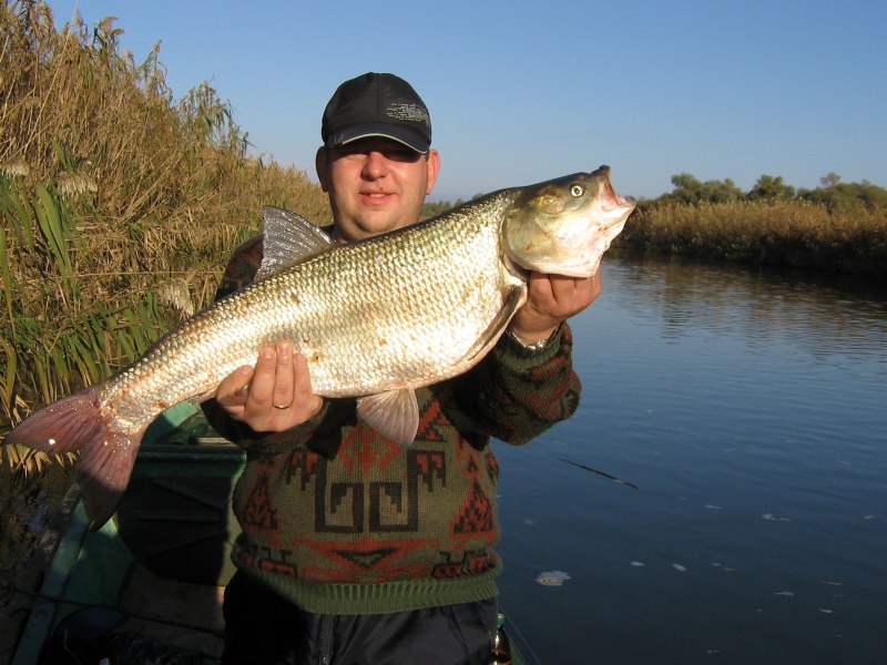 Жерех и сом